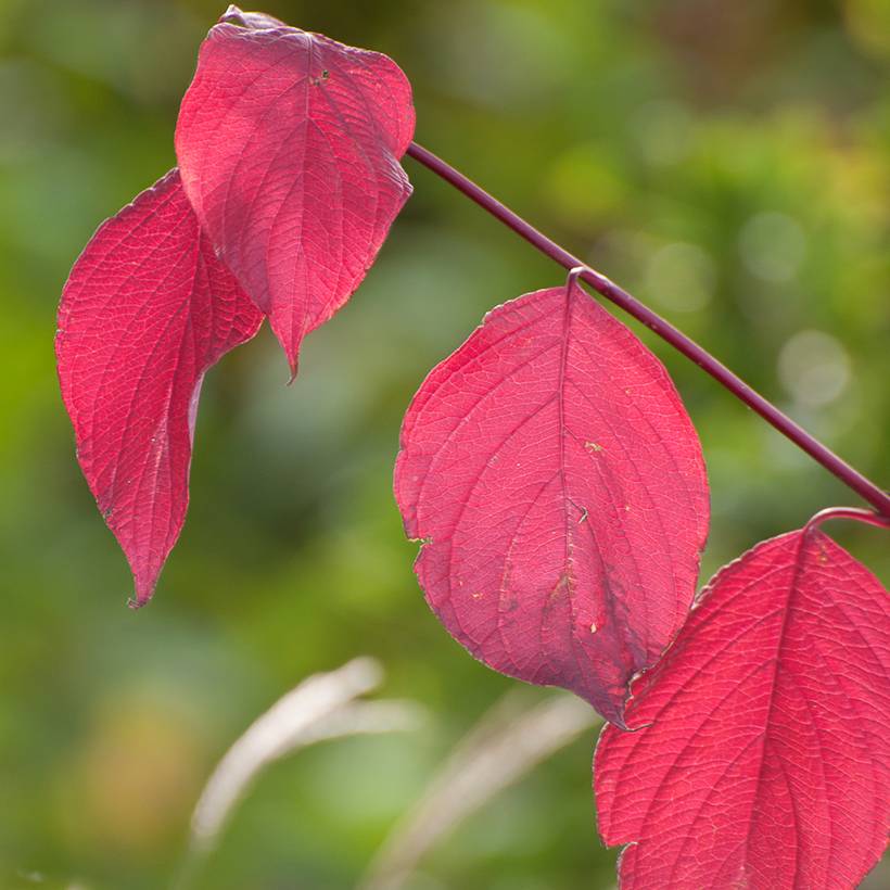 Promesse de Fleurs - Cornus alba Sibirica - Cornouiller blanc de Sibérie Godet de 8/9 cm