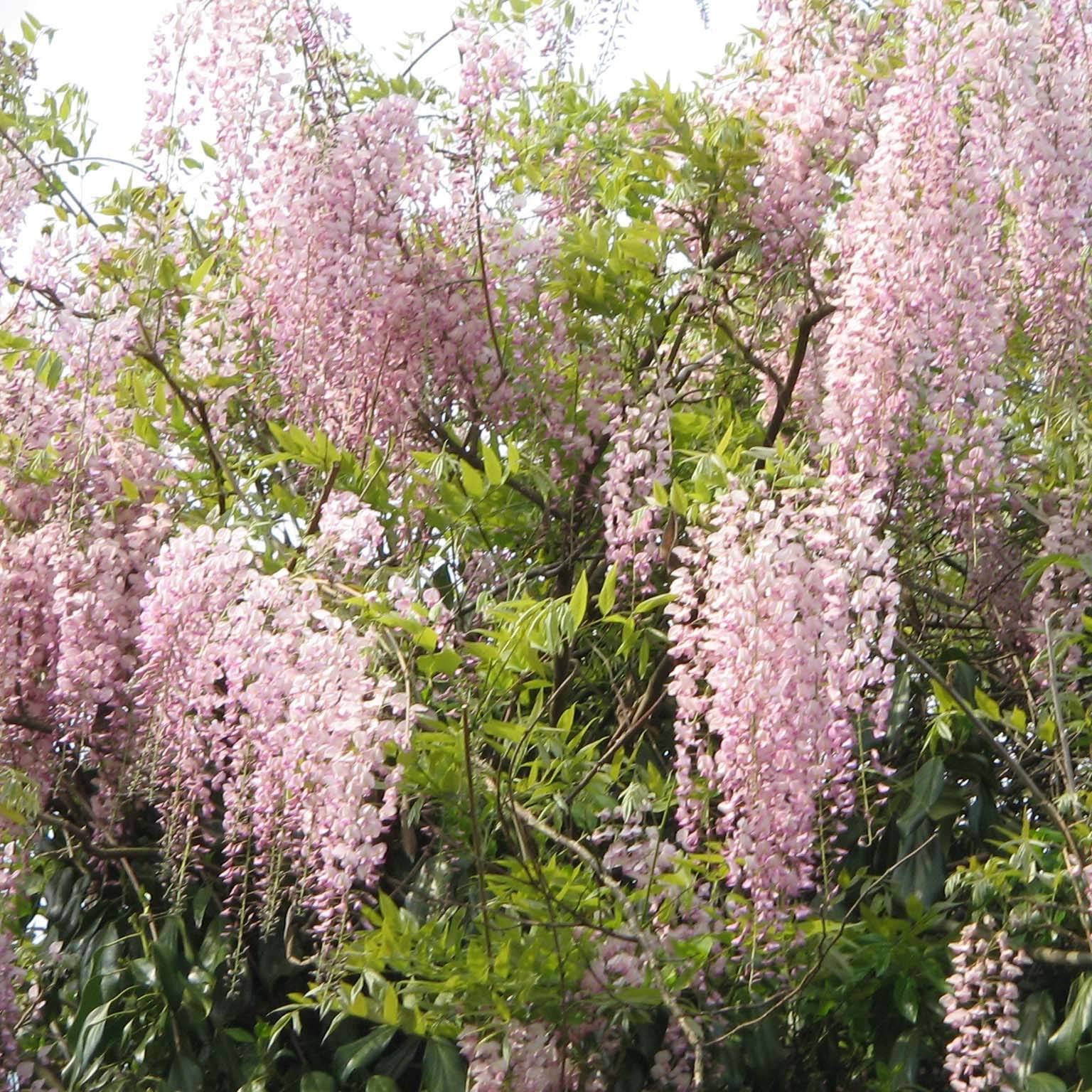 Glycine du Japon - Wisteria floribunda Honbeni (Rosea, Pink Ice) Pot de 2L/3L, Plant greffé de + de 18 mois