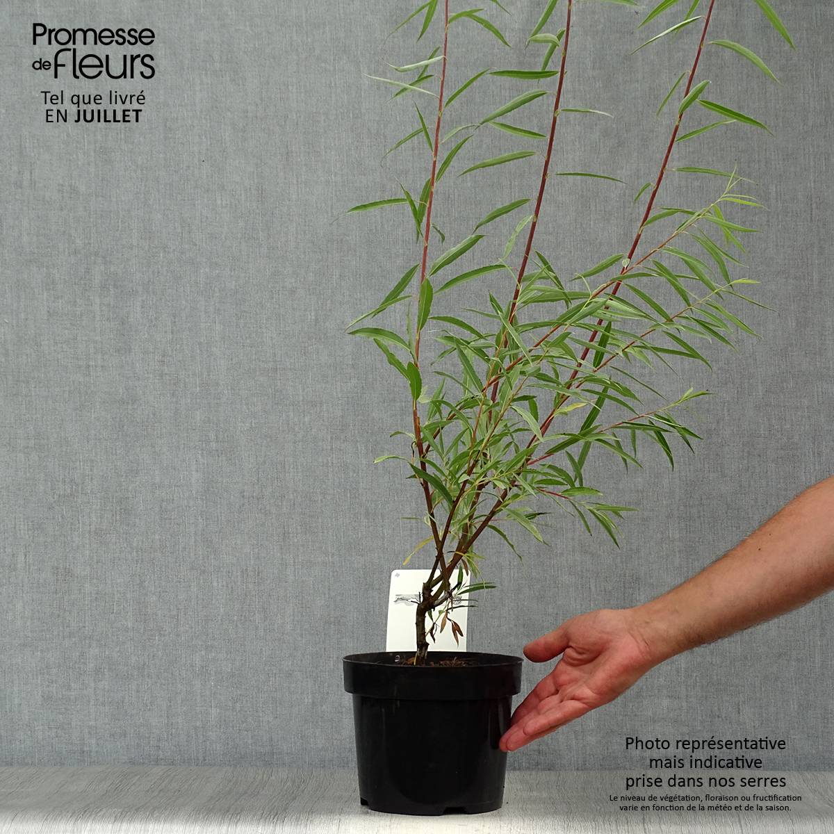 Promesse de Fleurs - Saule - Salix acutifolia Blue Streak Pot de 3L/4L - Image 2