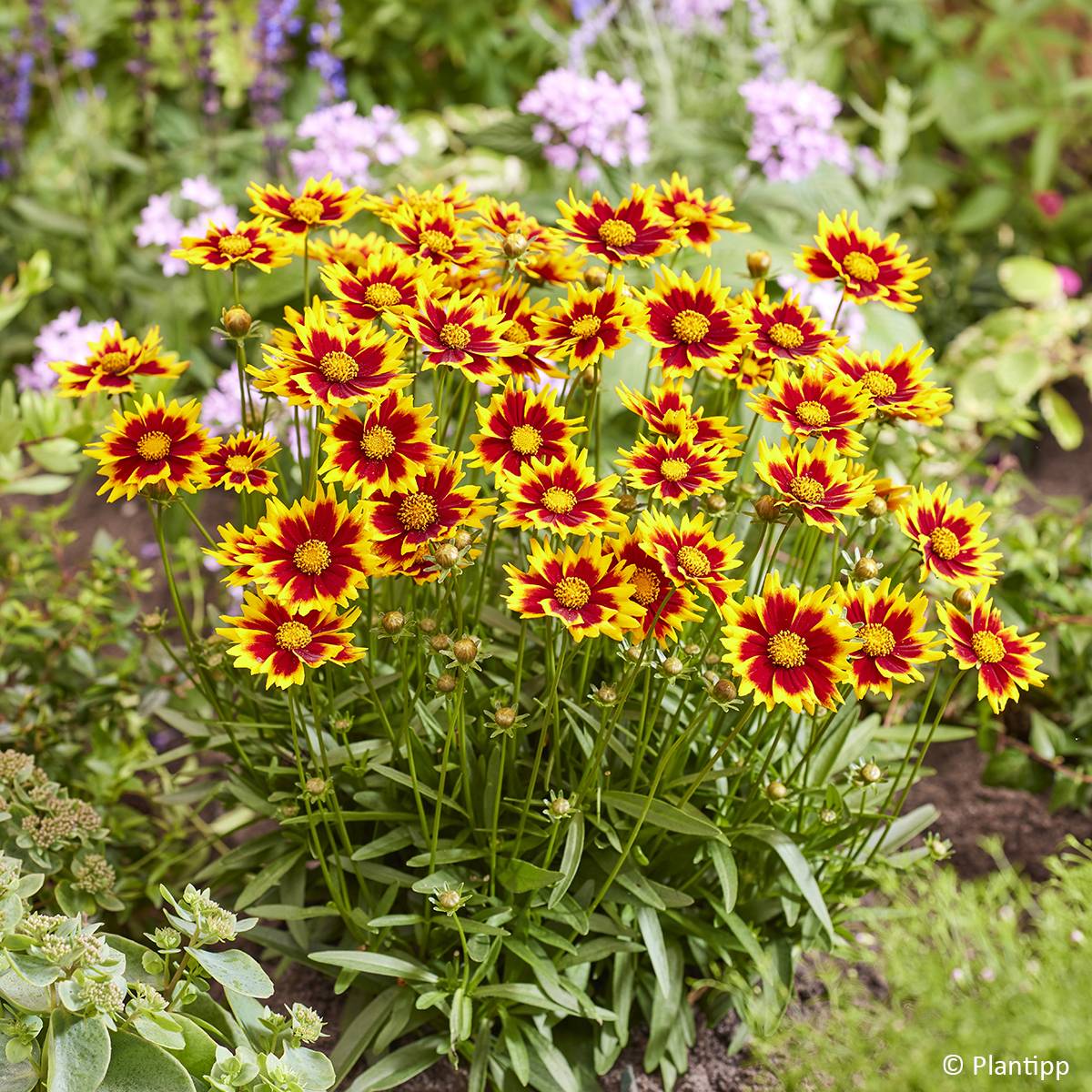 Promesse de Fleurs - Coreopsis grandiflora Solar Jewel Pot de 3L/4L