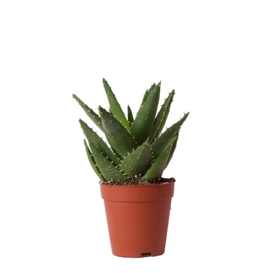 Aloë Brevifolia h20cm - succulente- La Green Touch