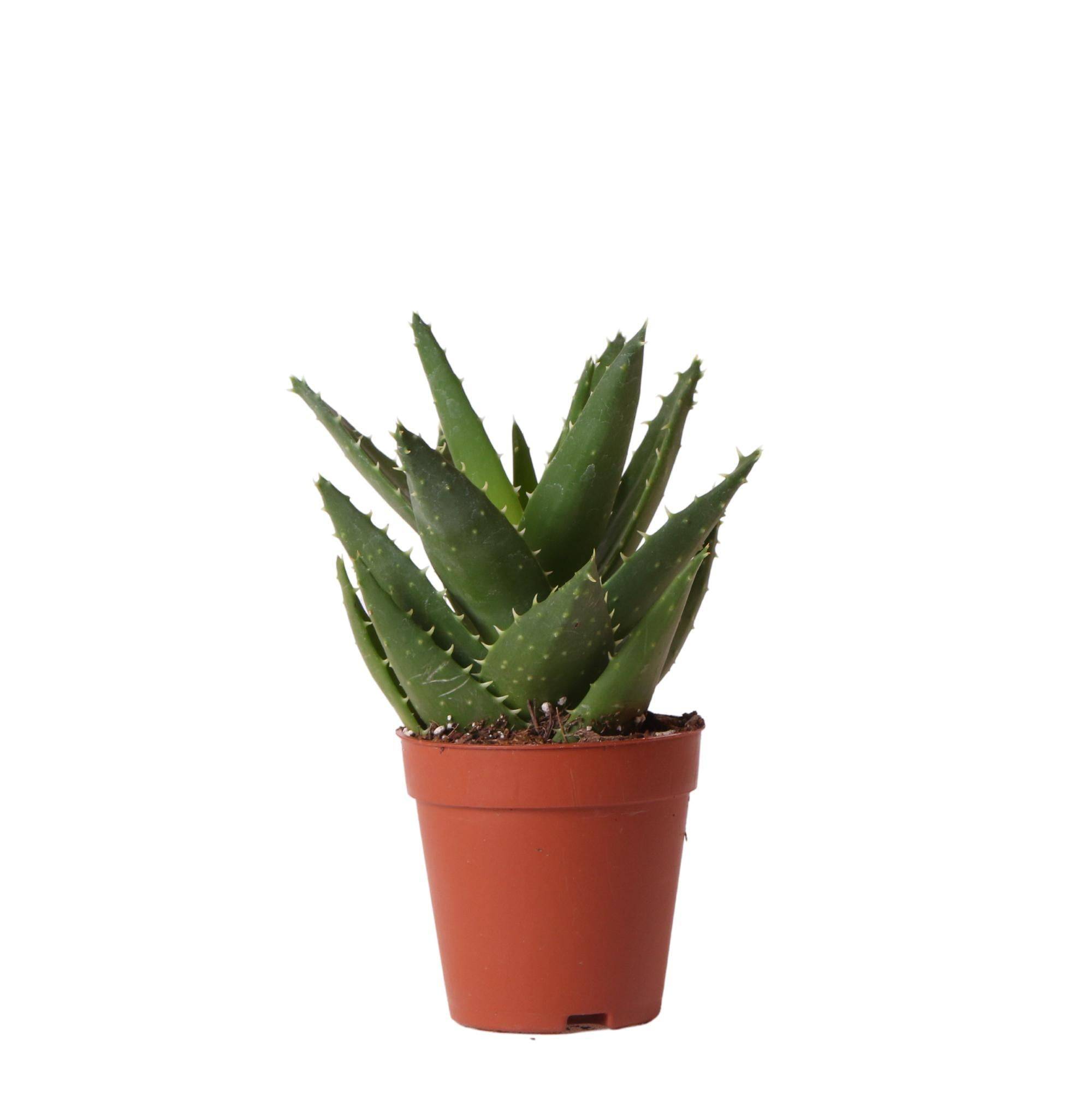 Aloë Brevifolia h20cm - succulente- La Green Touch