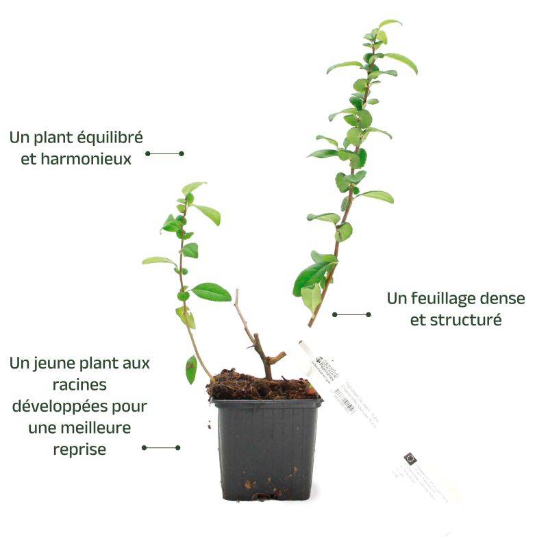 Cognassier du Japon 'Rubra' (Chaenomeles speciosa 'Rubra') - Godet - Taille 10/15cm - Pépinières Naudet - Image 3