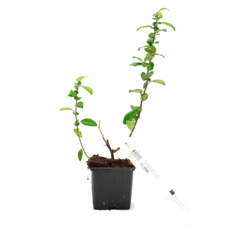 Cognassier du Japon 'Rubra' (Chaenomeles speciosa 'Rubra') - Godet - Taille 10/15cm - Pépinières Naudet - Image 2