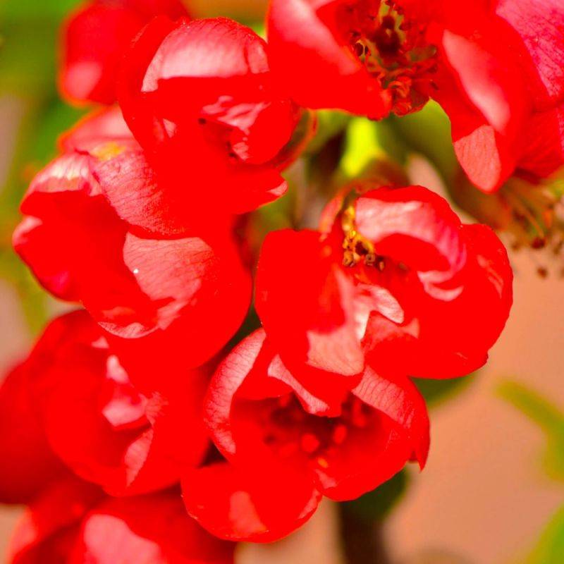 Cognassier du Japon 'Rubra' (Chaenomeles speciosa 'Rubra') - Godet - Taille 10/15cm - Pépinières Naudet - Image 1