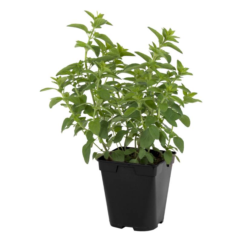 Plant de Origan (marjolaine)  pot de 1litre - Image 1