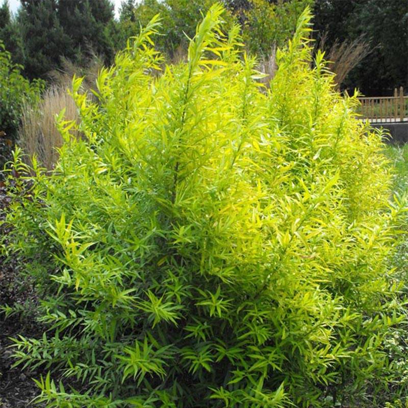 Promesse de Fleurs - Saule doré - Salix sachalinensis Golden Sunshine Pot de 4L/5L