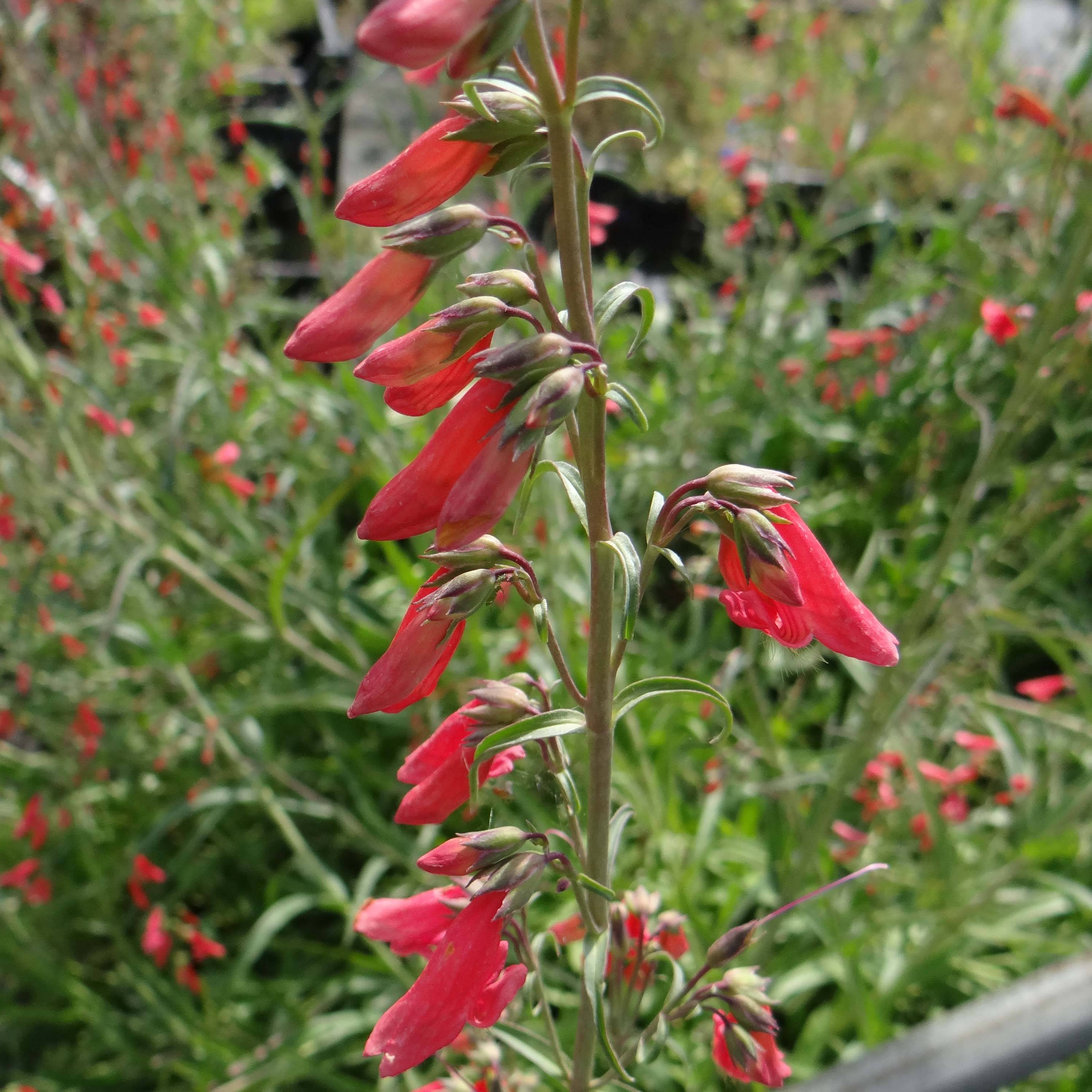 Promesse de Fleurs - Penstemon barbatus Coccineus - Galane Godet de 8/9 cm