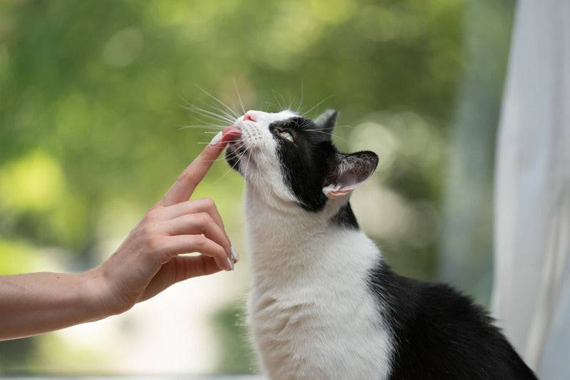 Marly & Dan - Friandises Sans Céréales "Boules de poils" pour Chat - Image 4