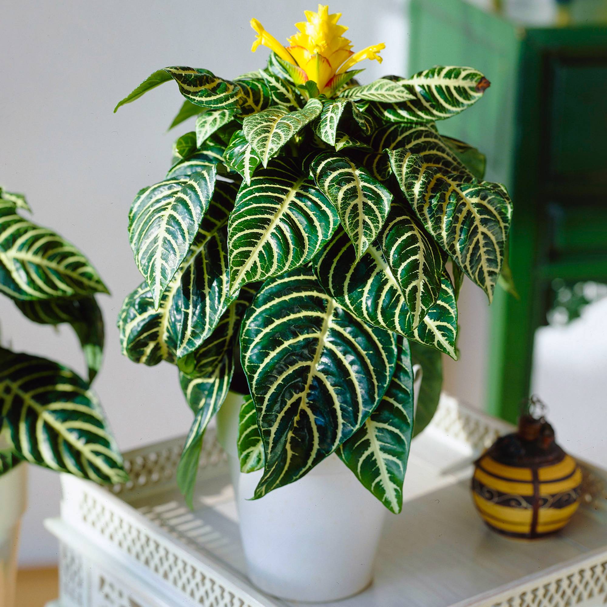 Gardenersdream - 1 Aphelandra Squarrosa Vert | Plante Zèbre D’Intérieur En Pot À Offrir (25-35 Cm En Pot) - GardenersDream