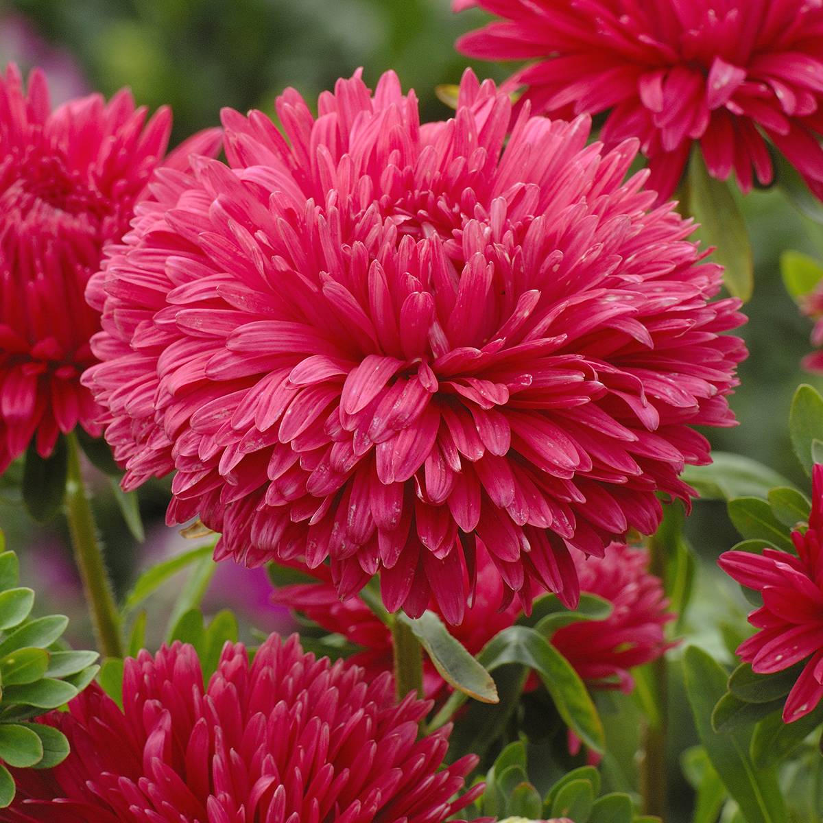 Promesse de Fleurs - Graines de Reine-Marguerite King Size Red - Callistephus chinensis le sachet de 300 graines environ (0,7g)