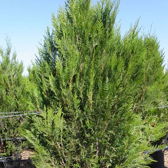 Thuya géant Atrovirens, Thuja plicata - Pot de 3L - 40/60 cm - Image 1