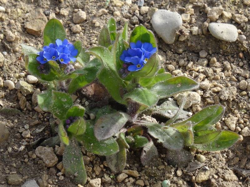 Promesse de Fleurs - Myosotis Blue Sylva  Mini-motte Ø 1,5/2,5 cm, Plant vert de 3 à 5 cm de haut environ (par 5)