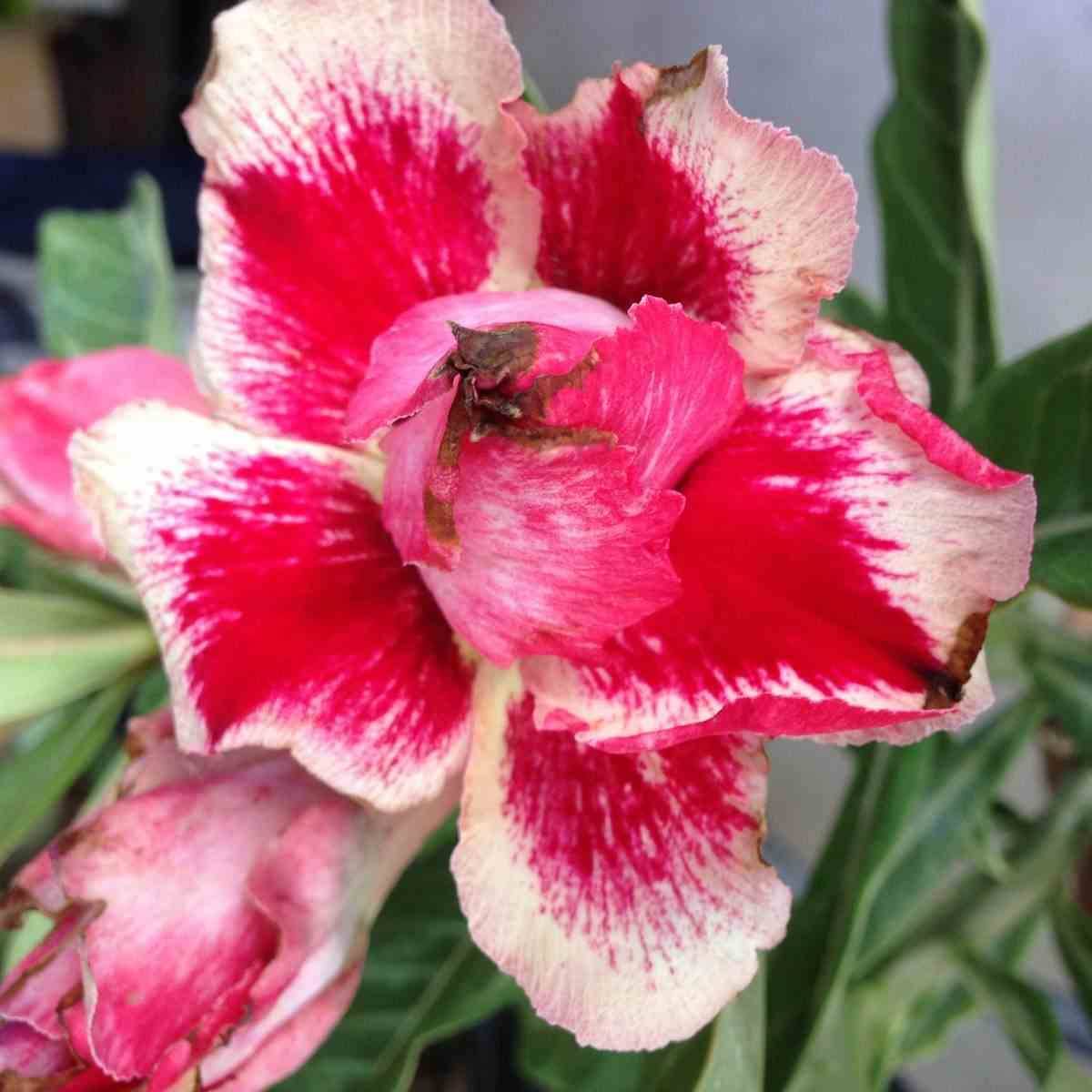 Sans Marque - Adenium obesum cv.Chock Amnuay Couleur floraison:Jaune Rose - Taille:Caudex d'environ 2000g 25/30cm très gros caudex - Image 2