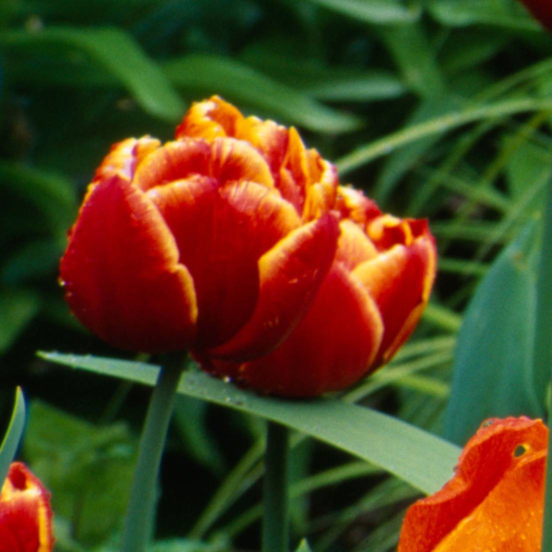 Promesse de Fleurs - Tulipe double tardive Allegretto Bulbe calibre 11+ (par 10)