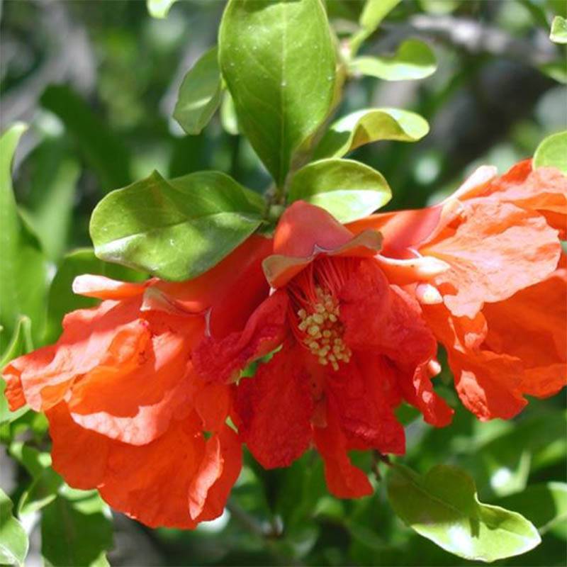Grenadier à fleurs - Punica granatum Maxima Rubra Pot de 2L/3L