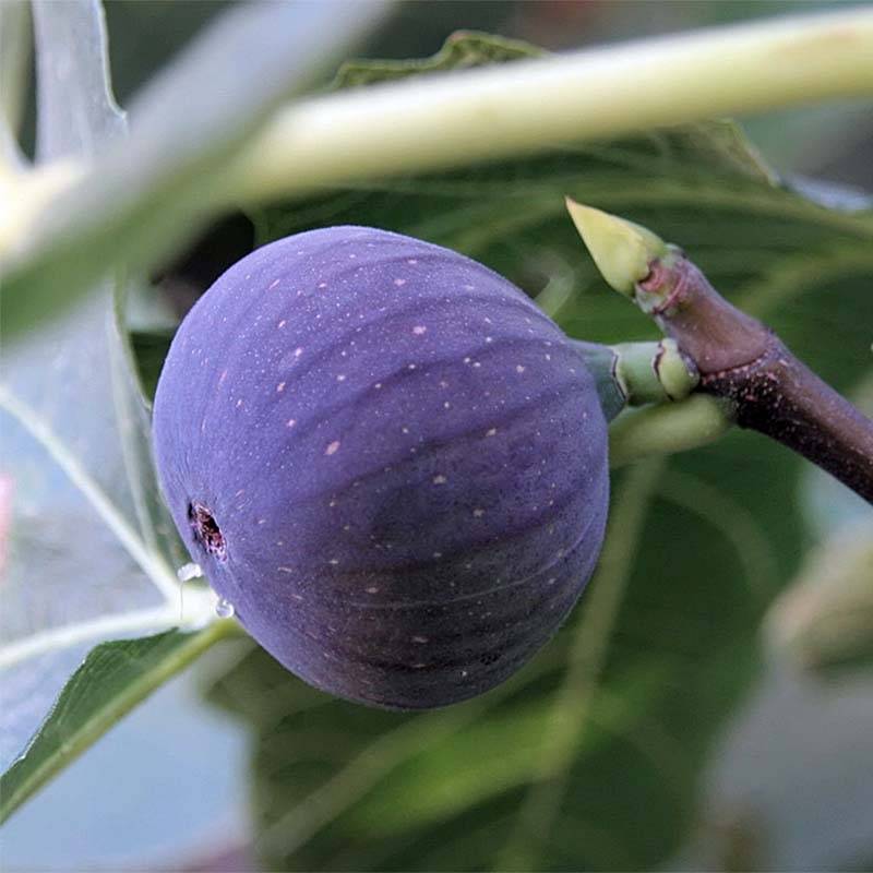 Promesse de Fleurs - Figuier Ronde De Bordeaux - Ficus carica Pot de 7,5L/10L, Demi-Tige