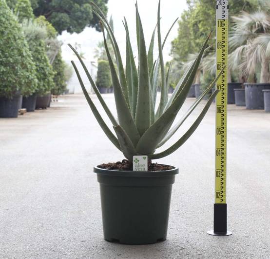 Sans Marque - Adenium obesum cv.Triple rouge Caudex d'environ 2000g 25/30cm - Image 5