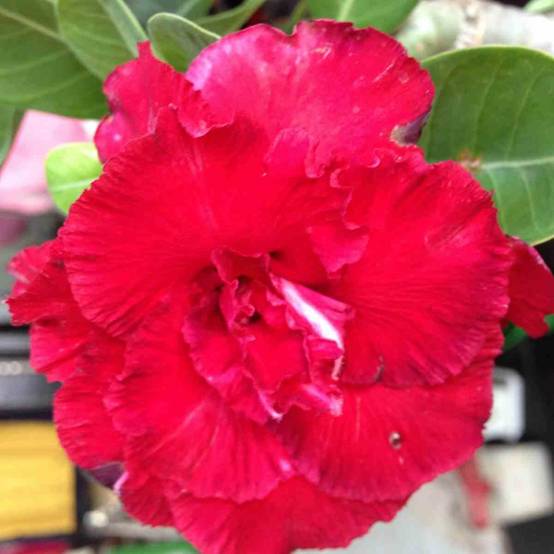 Sans Marque - Adenium obesum cv.Triple rouge Caudex d'environ 2000g 25/30cm - Image 1