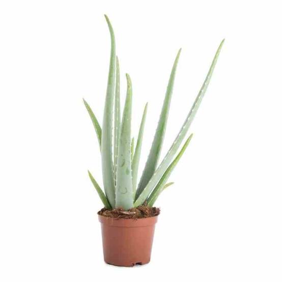 Sans Marque - Adenium obesum cv.Triple rouge Caudex d'environ 2000g 25/30cm - Image 4