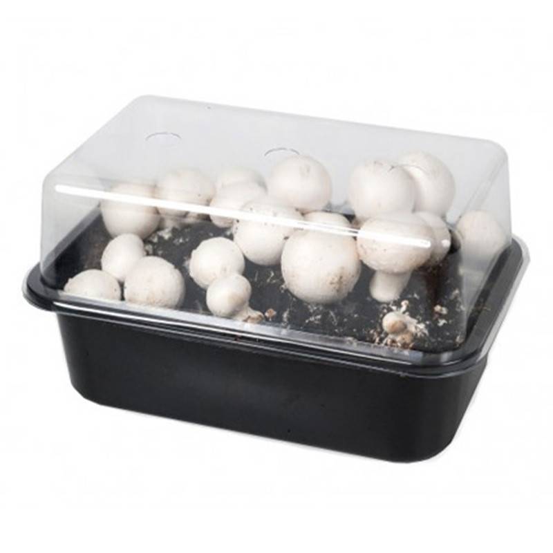 mini champ - Kit culture champignons de Paris Blanc Minichamp 3 litres - Image 2