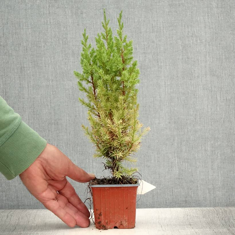 Genévrier de Chine - Juniperus chinensis Stricta Godet de 8/9 cm - Image 2