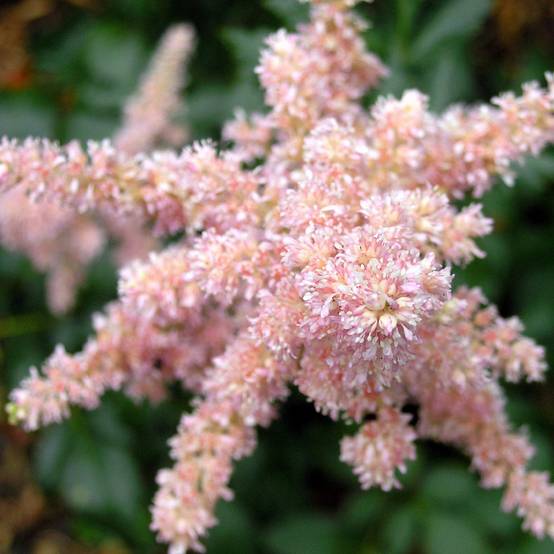 Astilbe arendsii Bressingham Beauty Godet de 8/9 cm