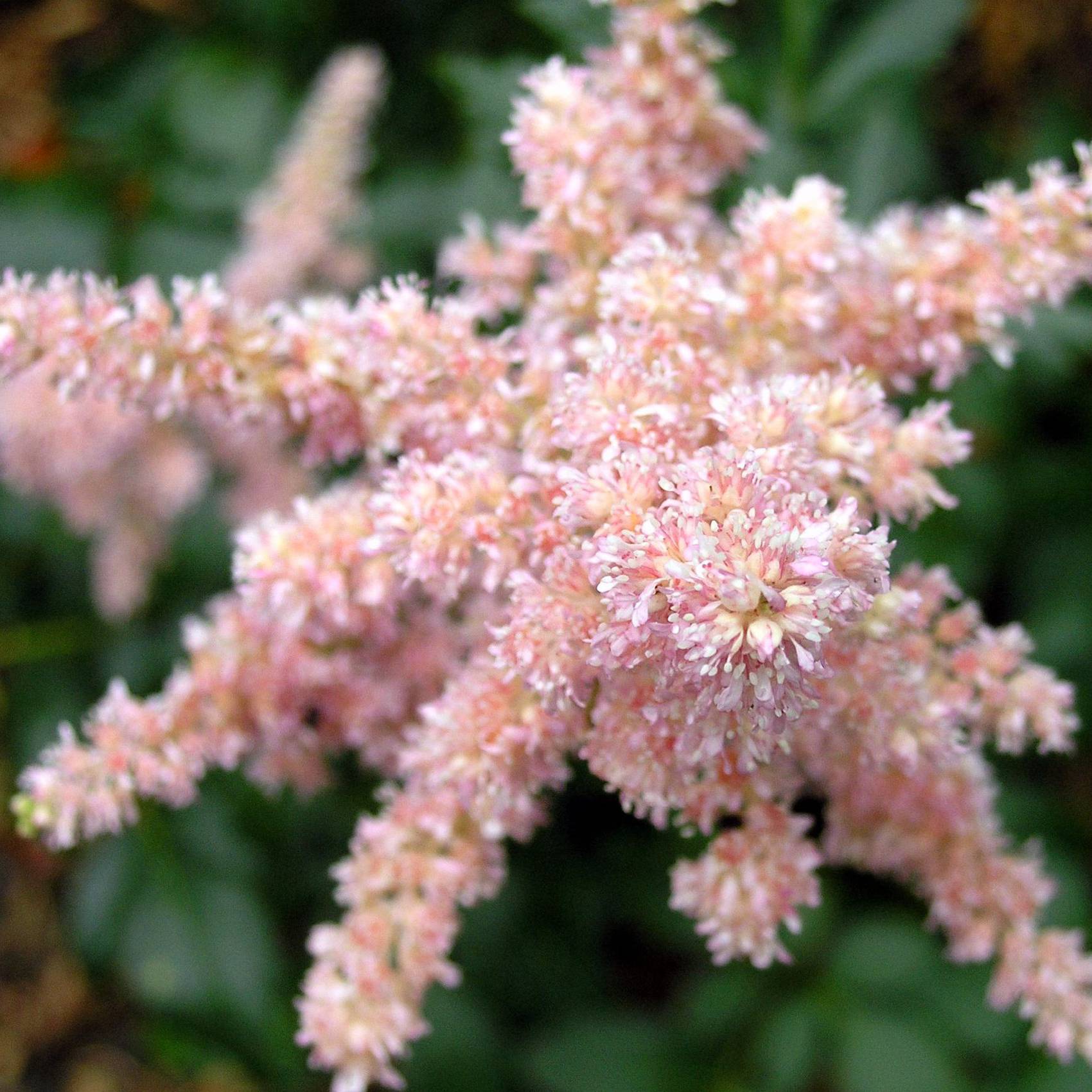 Astilbe arendsii Bressingham Beauty Godet de 8/9 cm