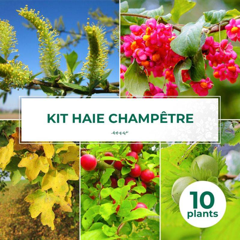 Haie Champêtre - 10 arbustes -  - Pépinières Naudet - Image 1
