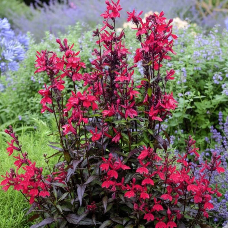 Lobelia Russian Princess à fleurs Rouge/ - feuillage Caduc - Godet - 5/20 cm