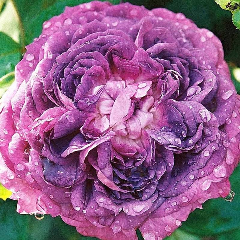 Rosier ancien Reine des Violettes à fleurs Rose/Violette - feuillage Caduc - Pot de 3L - 20/40 cm - Image 4