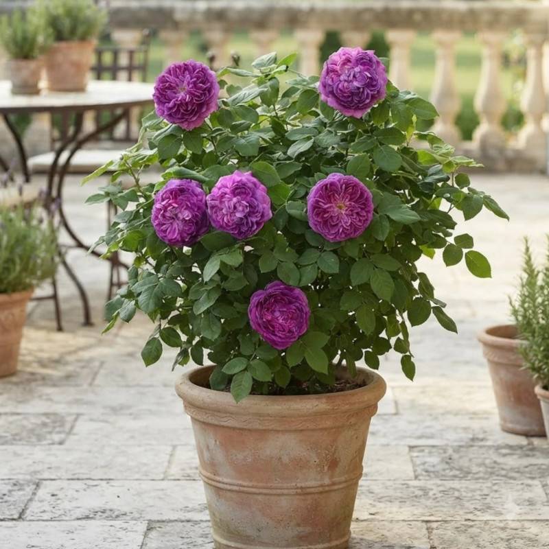 Rosier ancien Reine des Violettes à fleurs Rose/Violette - feuillage Caduc - Pot de 3L - 20/40 cm - Image 3