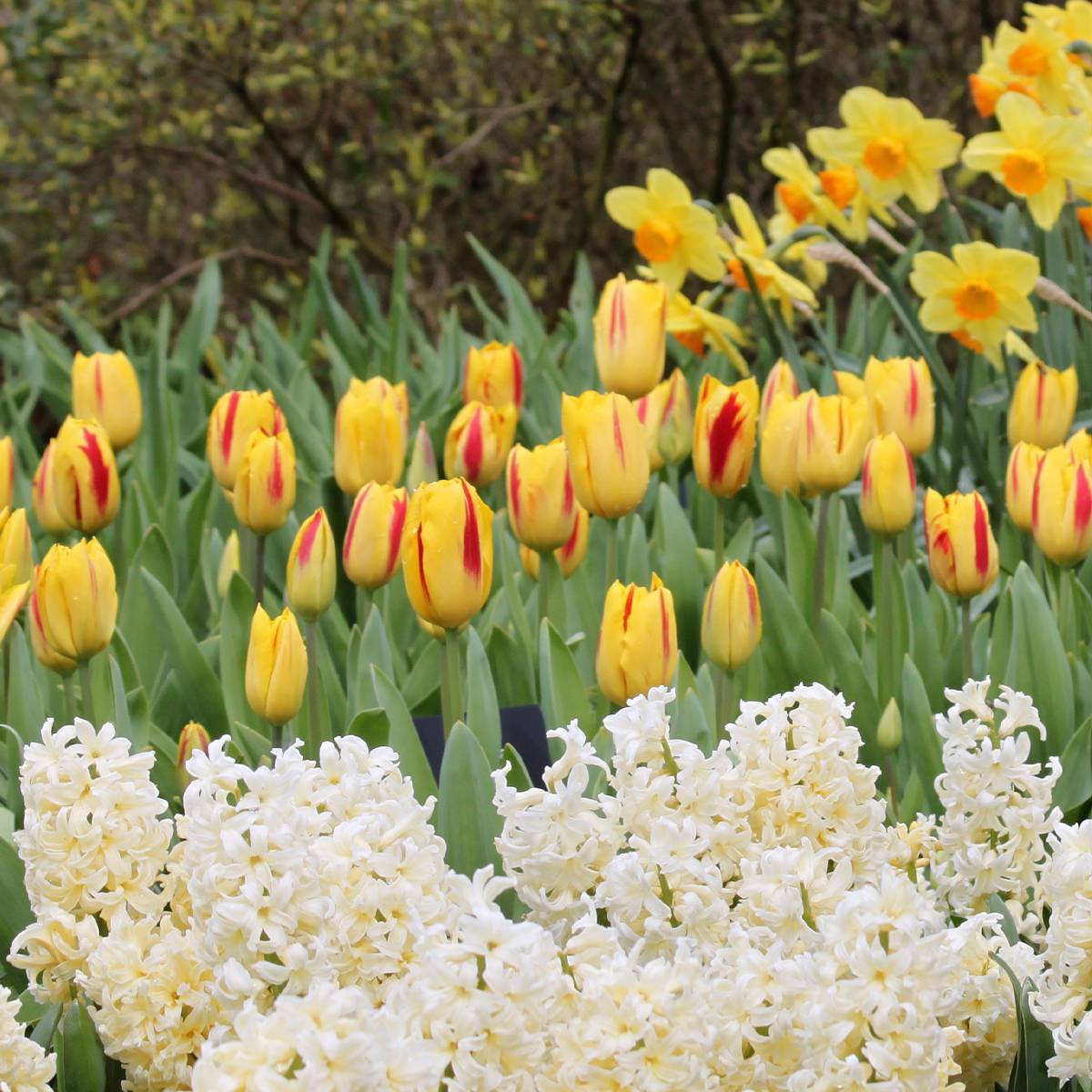 Promesse de Fleurs - Tulipe Triomphe Washington Bulbe calibre 11+ (par 10)