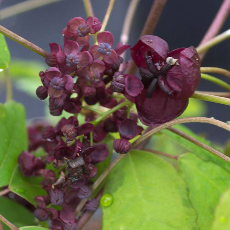 Akebie pentaphylla, Akebia à fleurs Violette - feuillage Semi-Persistant - Godet - 5/10 cm-  hauteur à maturité De 5,00 m à 10,00 m