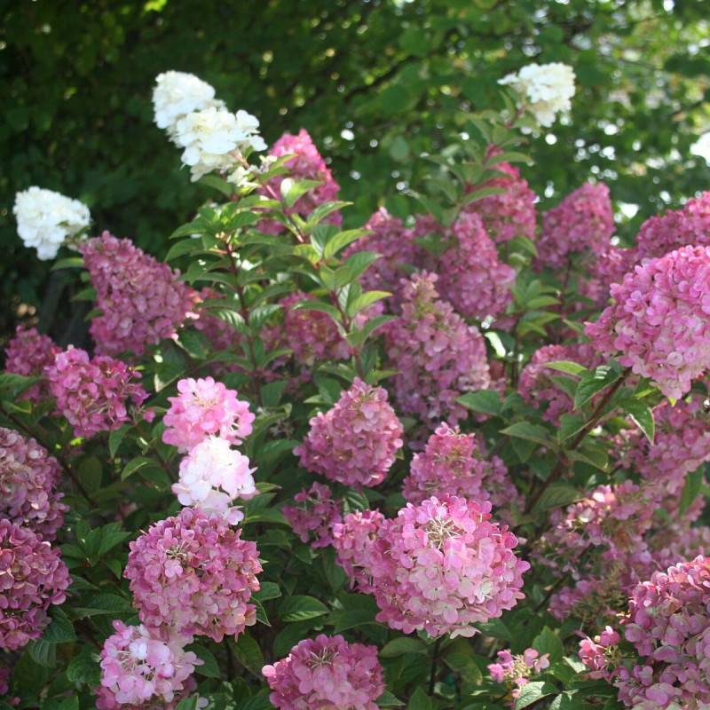 Hortensia paniculata Sundae Fraise® 'Rensun', Hydrangea paniculata à fleurs Rose - feuillage Caduc - Pot de 4L - 40/60 cm-  hauteur à maturité De 1,00 - Image 1