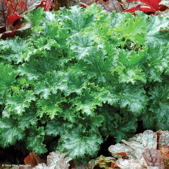 Promesse de Fleurs - Heuchère - Heuchera Apple Crisp Godet de 8/9 cm