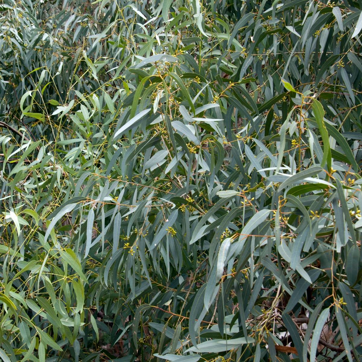 Promesse de Fleurs - Eucalyptus paliformis - Eucalyptus de Wadbilliga Pot de 4L/5L, Pot anti-chignon