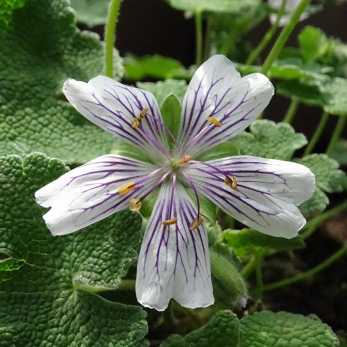 Promesse de Fleurs - Géranium vivace renardii Godet de 8/9 cm