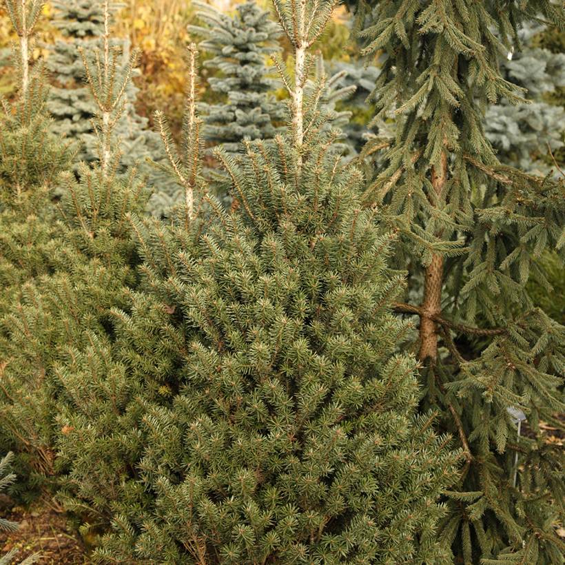 Sapin de Nordmann - Abies nordmanniana Kulista Pot de 3L/4L