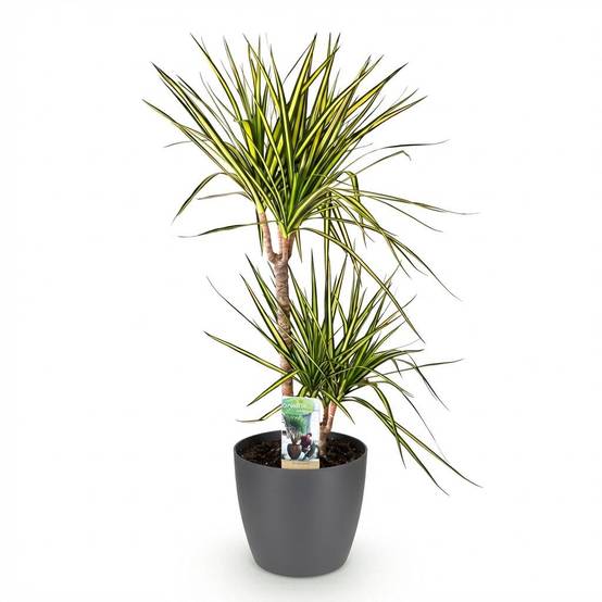 Dracaena Sunray - Pot de 21cm - Gris - Plantes d'intérieur - Image 2