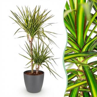 Dracaena Sunray - Pot de 21cm - Gris - Plantes d'intérieur