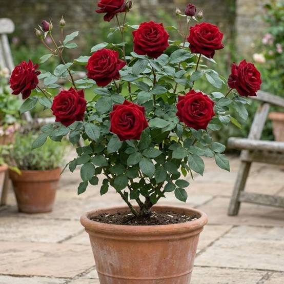 Rosier à grandes fleurs Bertrand Amoussou® 'Reuhug' à fleurs Rouge - feuillage Caduc - Pot de 7,5L- hauteur à maturité De 1,00 m à 1,50 m - Image 3
