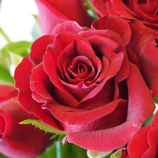 Rosier à grandes fleurs Bertrand Amoussou® 'Reuhug' à fleurs Rouge - feuillage Caduc - Pot de 7,5L- hauteur à maturité De 1,00 m à 1,50 m - Image 4