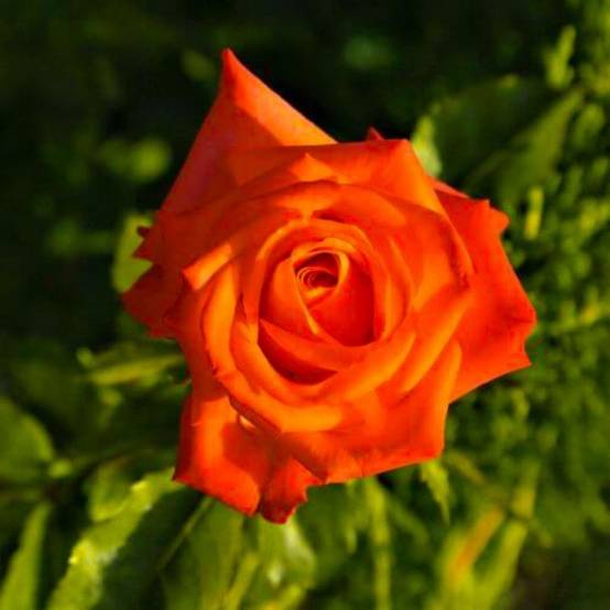 Rosier 'Prince Klaus' - Conteneur 3L - Pépinières Naudet - Image 1