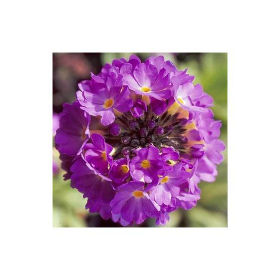 Primevère à feuilles dentelées à fleurs Rose - feuillage Caduc - Godet - 5/20 cm- hauteur à maturité De 0,15 m à 0,50 m