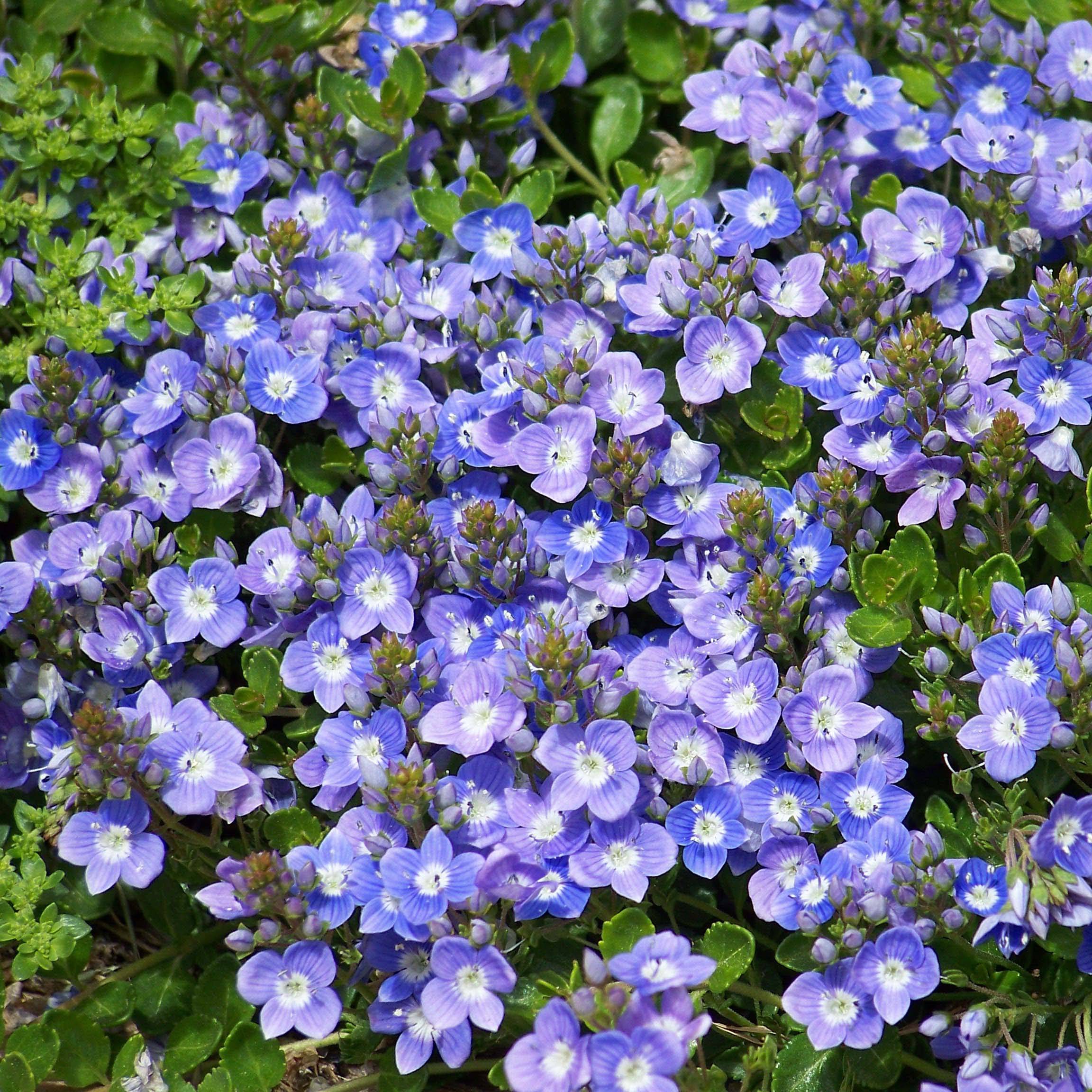 Promesse de Fleurs - Veronica liwanensis - Véronique Godet de 8/9 cm