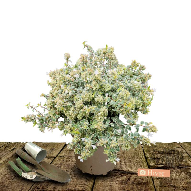 Abelia Lucky Lots® 'Wewo2', Abélia à grandes fleurs à fleurs Blanche/ - feuillage Persistant - Pot de 7,5L - 40/60 cm - Image 4
