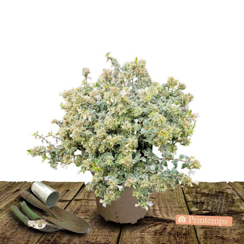 Abelia Lucky Lots® 'Wewo2', Abélia à grandes fleurs à fleurs Blanche/ - feuillage Persistant - Pot de 7,5L - 40/60 cm - Image 5