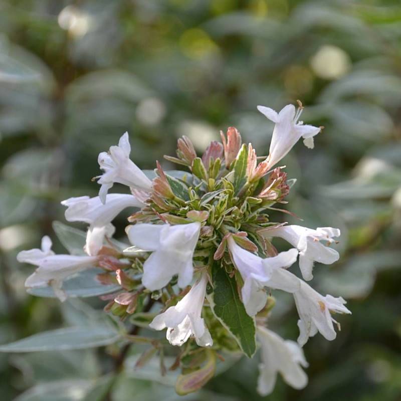 Abelia Lucky Lots® 'Wewo2', Abélia à grandes fleurs à fleurs Blanche - feuillage Persistant - Pot de 7,5L - 40/60 cm-  hauteur à maturité De 0,50 m à - Image 1