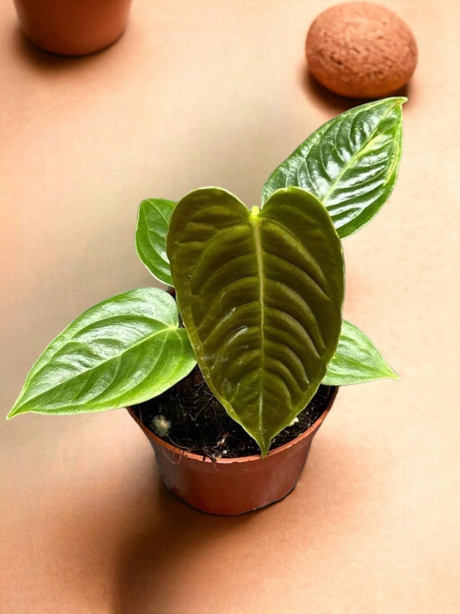 La Green Touch - Calathea musaica M 18cm - Plante d'intérieur- La Green Touch - Image 1